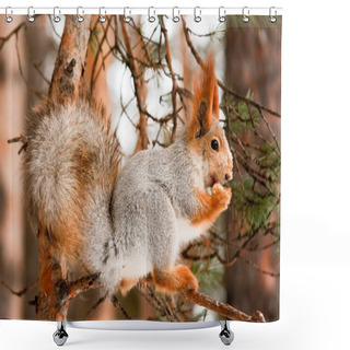 Personality  Squirrel Shower Curtains