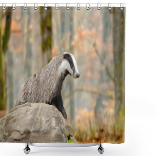 Personality  Badger Shower Curtains