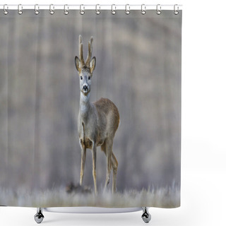 Personality  Wild Roe Deer In A Field Shower Curtains