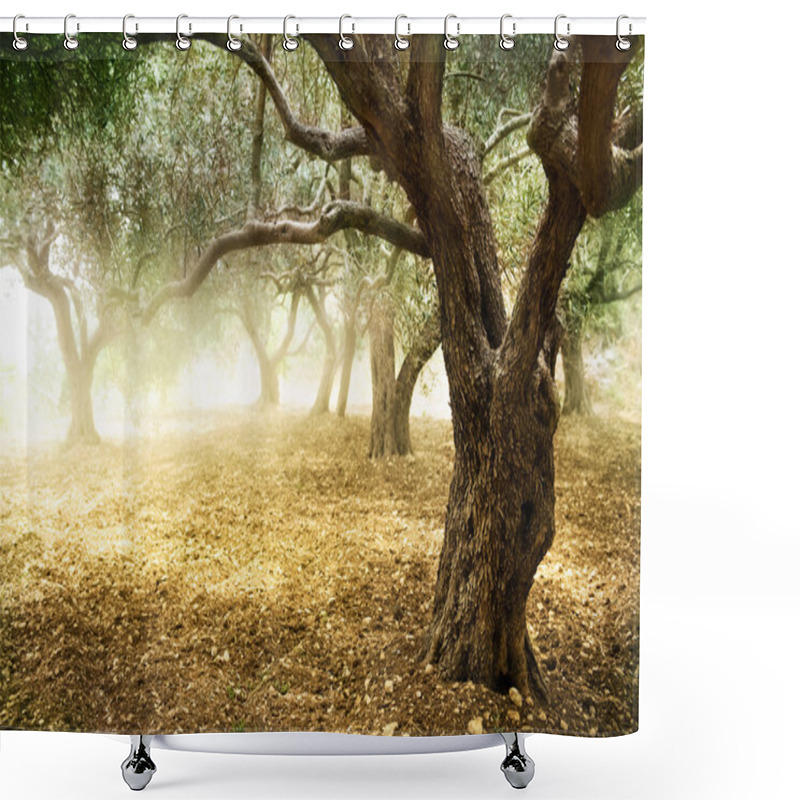 Personality  Olive Trees Shower Curtains