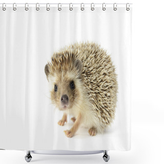 Personality  Hedgehog Shower Curtains