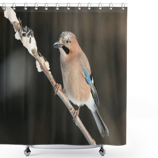 Personality  Jay Morning Gift Shower Curtains
