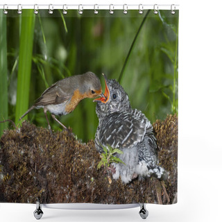 Personality  Common Cuckoo, Cuculus Canorus. Young Man In The Nest Fed By His Adoptive Mother - Erithacus Rubecula - European Robin Shower Curtains