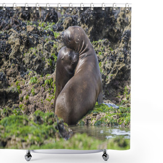 Personality  Sea Lion Pup , Patagonia Argentina Shower Curtains