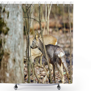 Personality  Bevy Of Roe Deer Buck In Forest At Springtime Shower Curtains