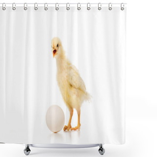Personality  Close-up View Of Adorable Little Chick With Egg Isolated On White Shower Curtains