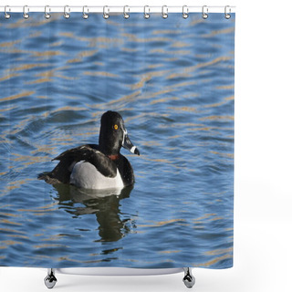 Personality  Colorful Male Ring-necked Duck On  Lake Shower Curtains