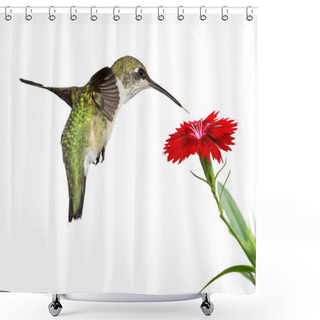 Personality  Hummingbird And A Red Dianthus Shower Curtains