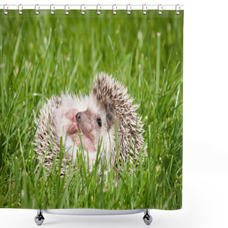 Personality  Hedgehog In The Green Grass Shower Curtains
