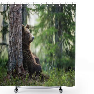Personality  Wild Brown Bear In  Forest Shower Curtains