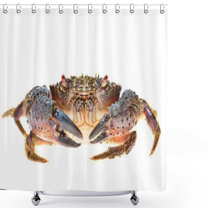 Personality  Warty Crab Eriphia Verrucosa Shower Curtains