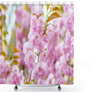 Personality  Sakura Flowers With Pink Petals In Spring Shower Curtains