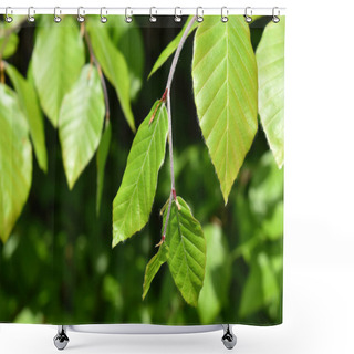 Personality  Young Leaves Of Beech Tree, Fagus, Green Branch With Leaves, Close Up View On Natural Background Shower Curtains