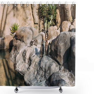 Personality  Pinguins On Rocks On Sunlight In Zoological Park, Barcelona, Spain Shower Curtains