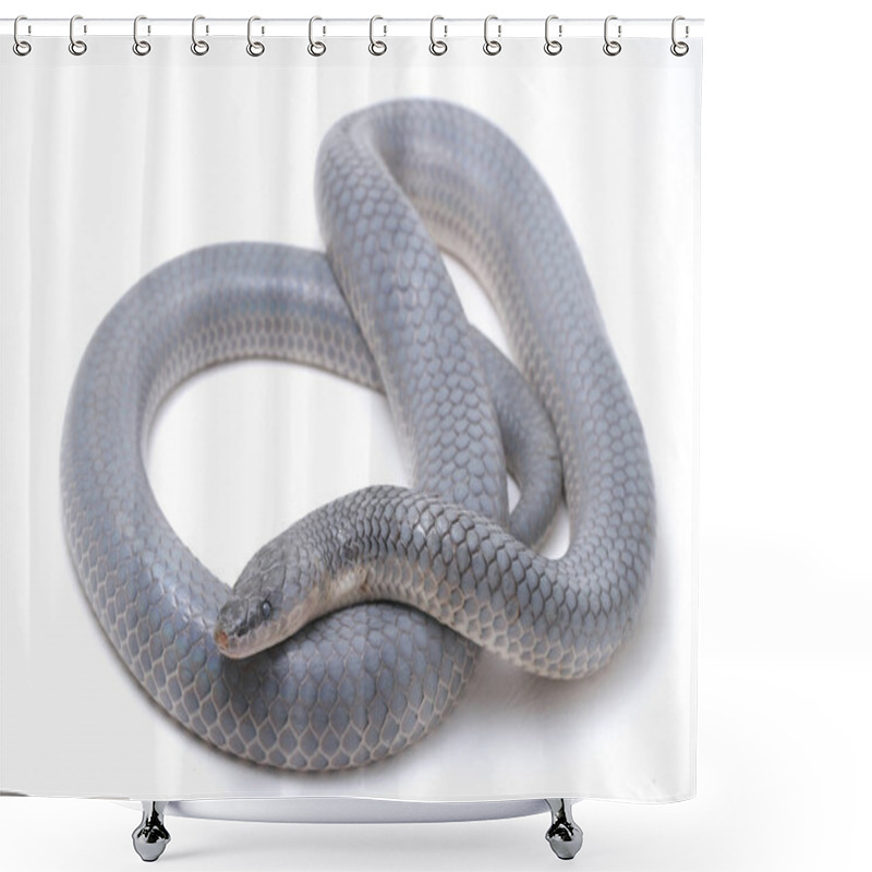 Personality  Xenopeltis unicolor Shedding it's Skin. Common names: sunbeam snake is a non-venomous sunbeam snake species found in Southeast Asia and some regions of Indonesia. isolated on white background shower curtains