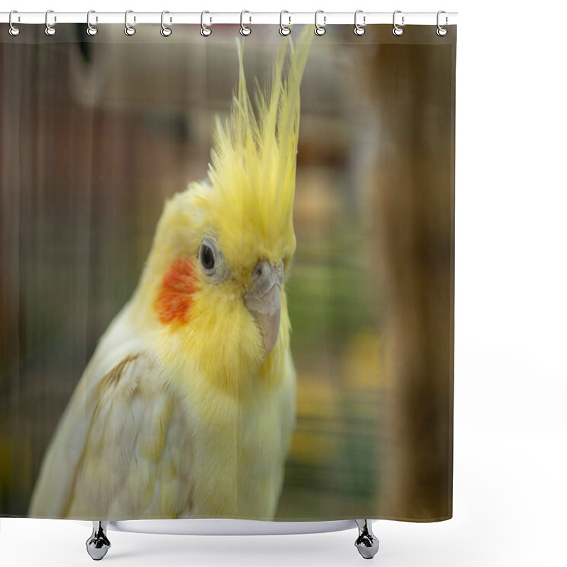 Personality  Close Up Of Head Of Yellow Lutino Cockatiel Shower Curtains