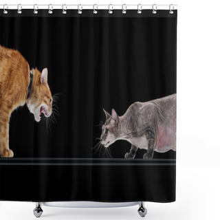 Personality  Angry Ginger Cat Hissing At Sphynx Cat Isolated On Black Shower Curtains