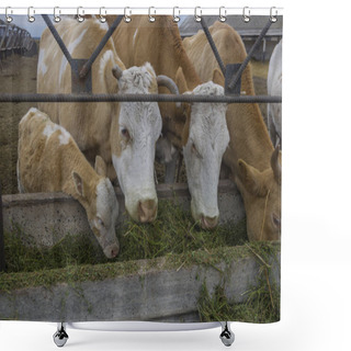 Personality  A Food Of Cows 4 Shower Curtains