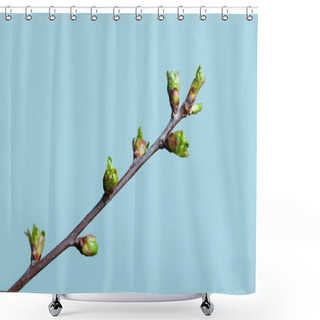 Personality  Sping Green Branch Shower Curtains