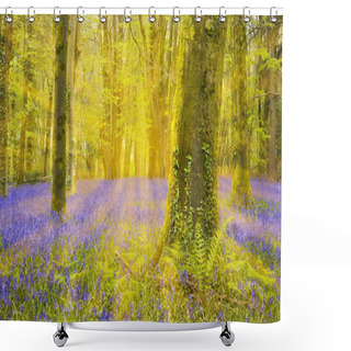 Personality  Sun Shines Through Beech Trees Illuminating A Carpet Of Bluebell Shower Curtains