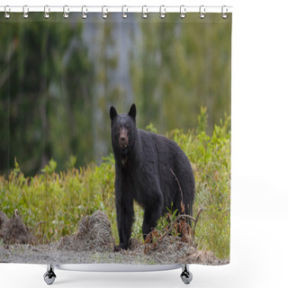 Personality  Black Bear Crossing The Road Shower Curtains