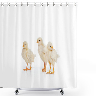 Personality  Close-up View Of Three Adorable Little Chickens Isolated On White Shower Curtains