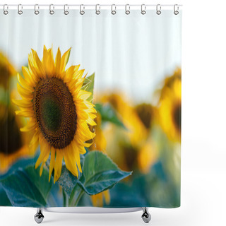 Personality  Beautiful Sunflower In Field  Shower Curtains