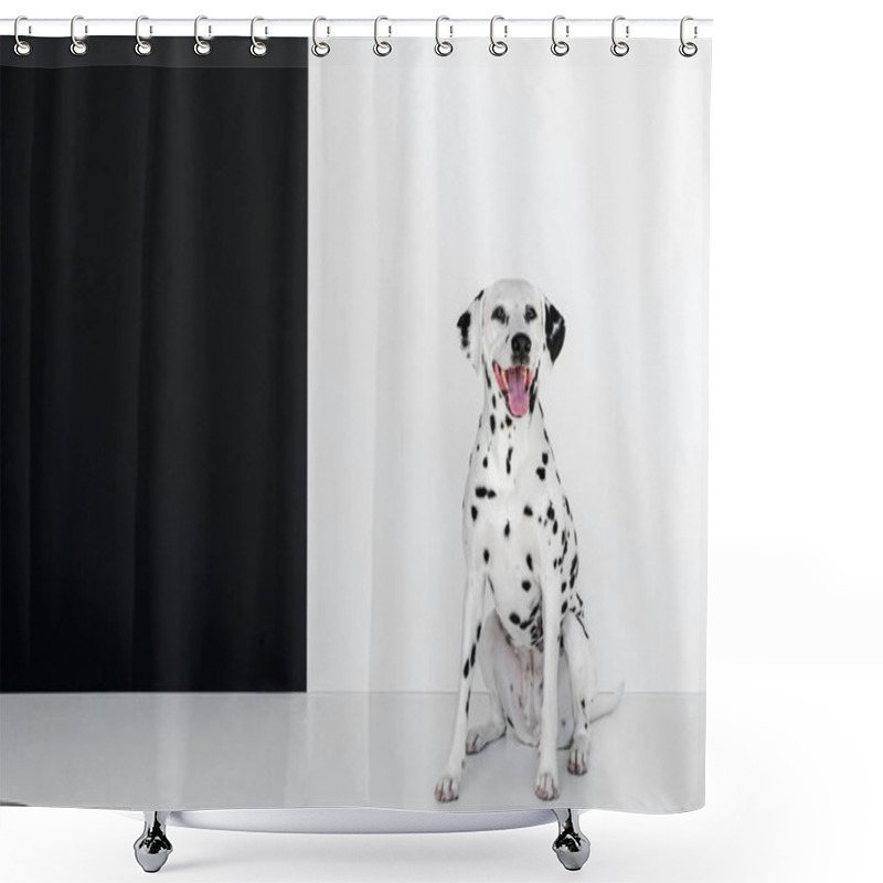 Personality  One Cute Dalmatian Dog Sitting Near Black And White Wall Shower Curtains