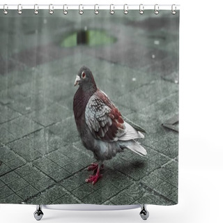 Personality  Pigeon On A Ground Or Pavement In A City. Pigeon Standing. Dove Or Pigeon On Blurry Background. Pigeon Concept Photo Shower Curtains