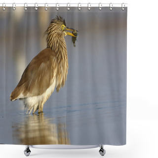 Personality  Indian Pond Heron With Fish Catch Shower Curtains