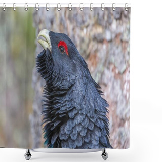Personality  Cute Capercaillie Bird Closeup View Shower Curtains
