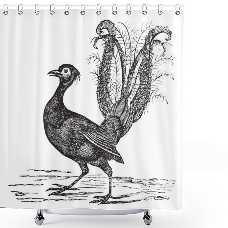Personality  Superb Lyrebird Or Menura Novaehollandiae Vintage Engraving Shower Curtains