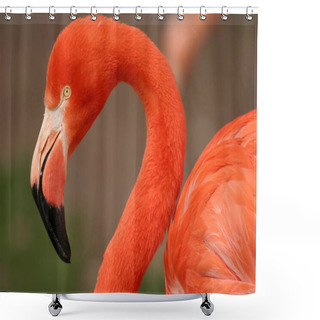 Personality  Flamingo Natural Bird Background Shower Curtains