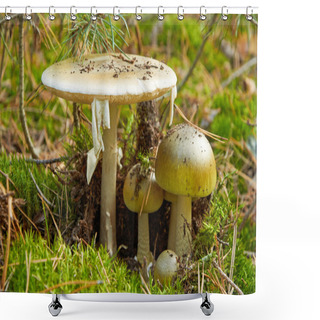 Personality  Family Of Dangerous Amanita Phalloides Shower Curtains