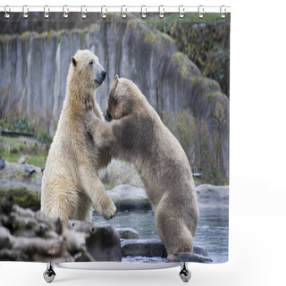 Personality  Two Male Polar Bears Fight And Bite. Polar Bears Close Up . Alaska, Polar Bear. Big White Bear In The Spring In The Forest . Polar Bear Is In Alaska, Rocks, Grass, Cold Spring. Shower Curtains