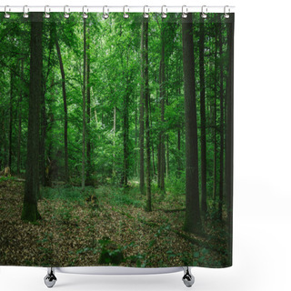 Personality  Beautiful Green Forest In Germany In Summer Shower Curtains