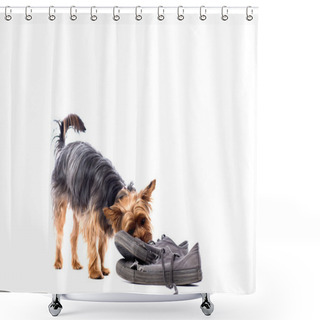 Personality  Little Yorkie Chewing On Old Trainers Shower Curtains
