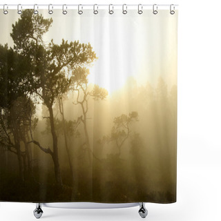 Personality  Susnset In The Foggy Forest Shower Curtains