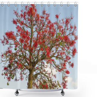 Personality  The Australian Brachychiton Acerifolius, Commonly Known As The Illawarra Flame Tree . Shower Curtains