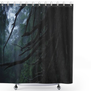 Personality  Thick Pine Trees And Blue Dots Between Them In The Carpathians Shower Curtains