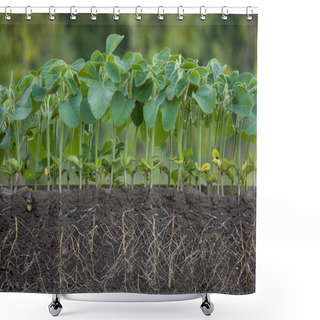 Personality  Fresh Green Soybean Plants With Roots Shower Curtains