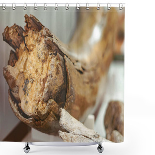 Personality  Ancient Mammoth Bones Shower Curtains