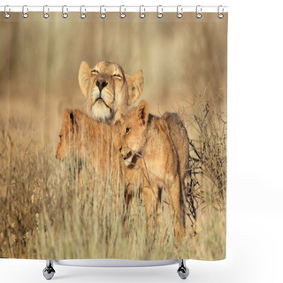 Personality  LION FOUND IN EAST AFRICAN NATIONAL PARKS Shower Curtains