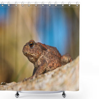 Personality  Common Toad Bufo Bufo On Log Side View Shower Curtains