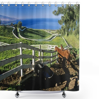 Personality  Horses Behind Wooden Fence, Hawaii, Usa Shower Curtains