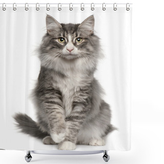 Personality  Norwegian Forest Cat, 5 Months Old, Sitting In Front Of White Background Shower Curtains