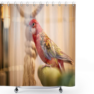 Personality  Rosy Faced Lovebird In A Cage Looking Down Shower Curtains