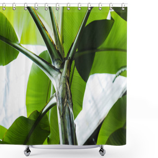 Personality  Bottom View Of Beautiful Green Tropical Plant Shower Curtains