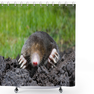 Personality  Mole In Sand Shower Curtains
