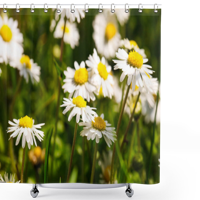 Personality  Field Of Small Daisies On Spring Day. Shower Curtains